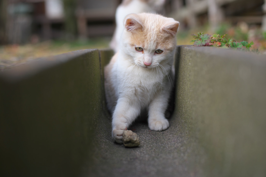 いしころころころ