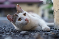 何かな