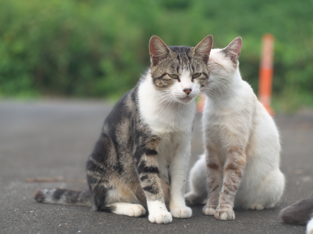 ここでキスして