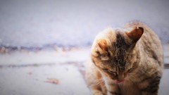 ごっちゃんです。