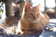 次は何に産まれましょうか