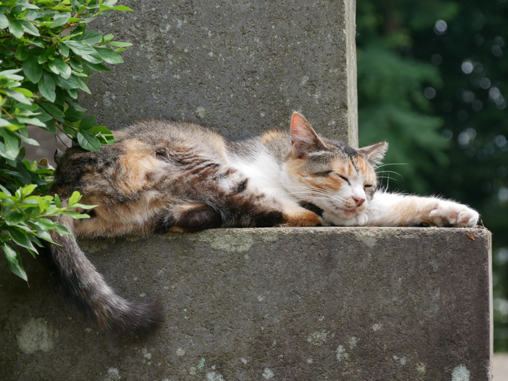 ねるよ