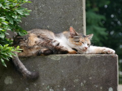 ねるよ