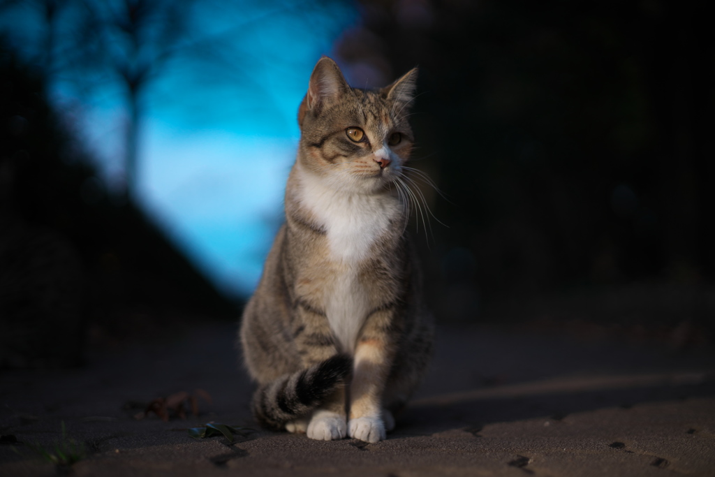 In The Spotlight