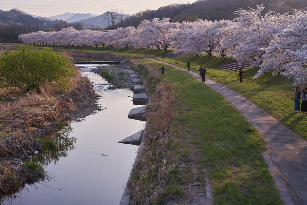 桜色舞うころ