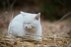 白い一日