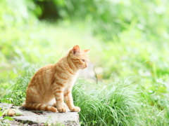 ねこの森には帰れない