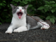 sing