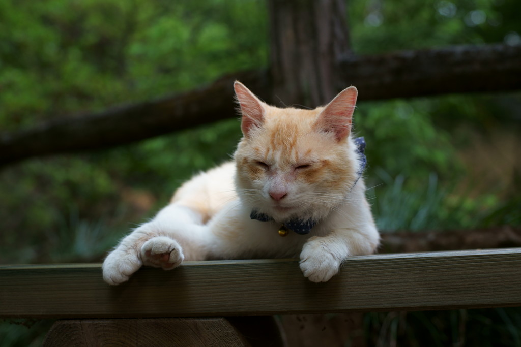 観光猫やってますが正直ねこブーム迷惑なんですよ。嗚呼毎日接客疲れます。