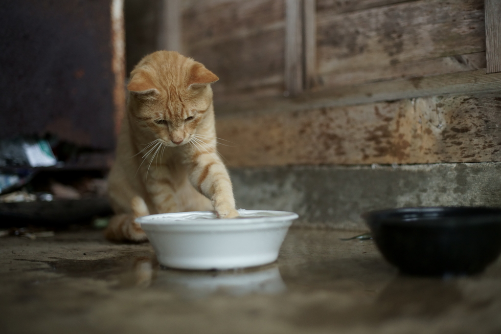 楽しい実食