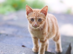 手のなるほうへ