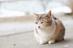 天使のウィンク