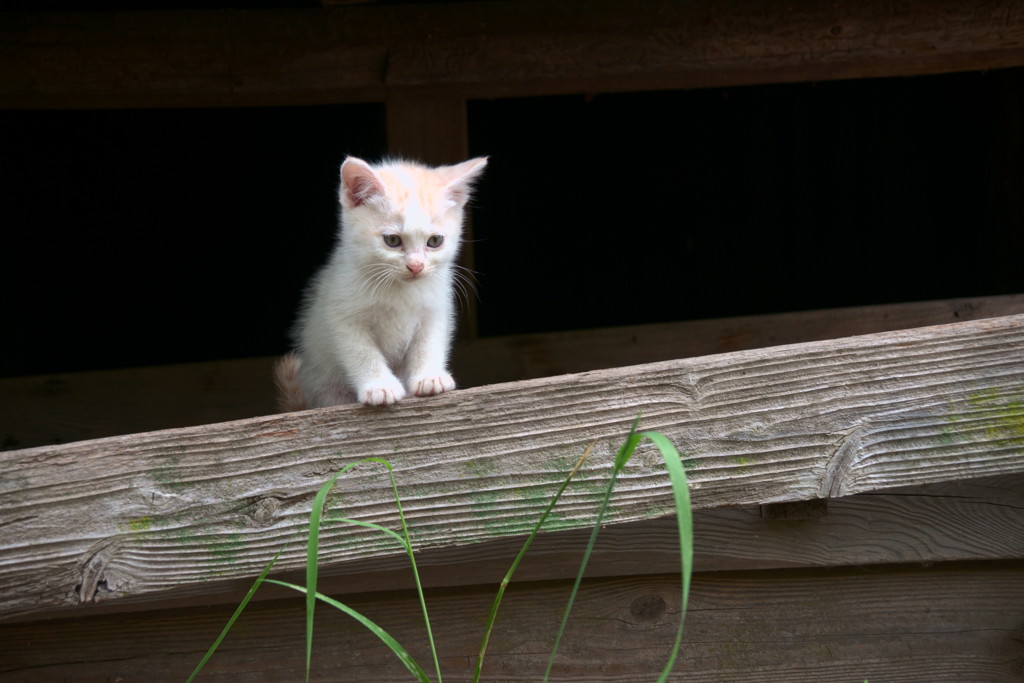 子猫のマーチ