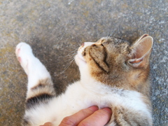 指圧の心は猫心、押せば命の泉湧く。