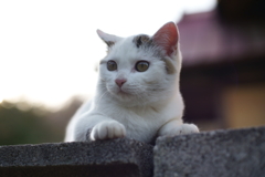 色々反則