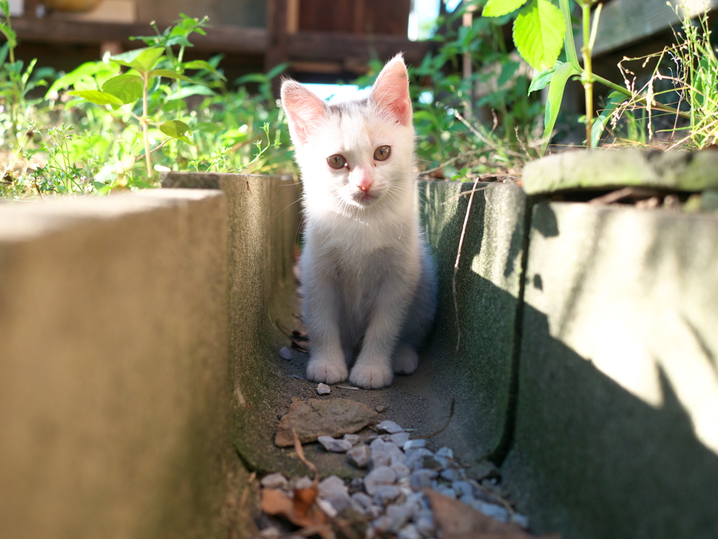 いらっしゃいませ