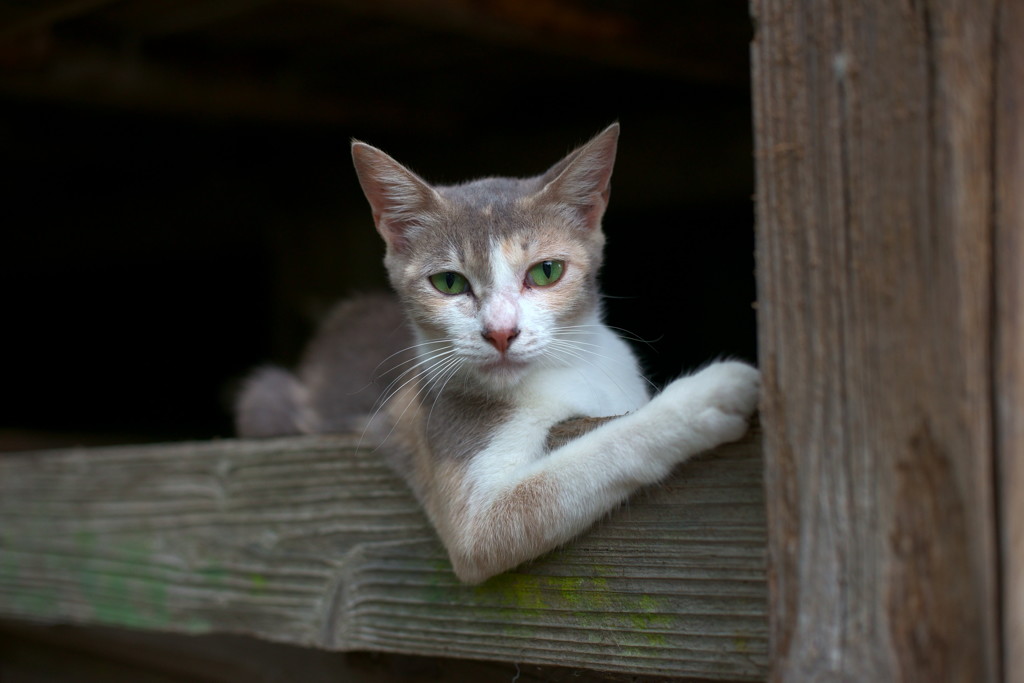 後ろに乗るかい