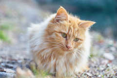 やさしい気持ち