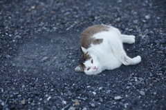 猫のミステリーサークル