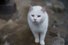 白かあさん