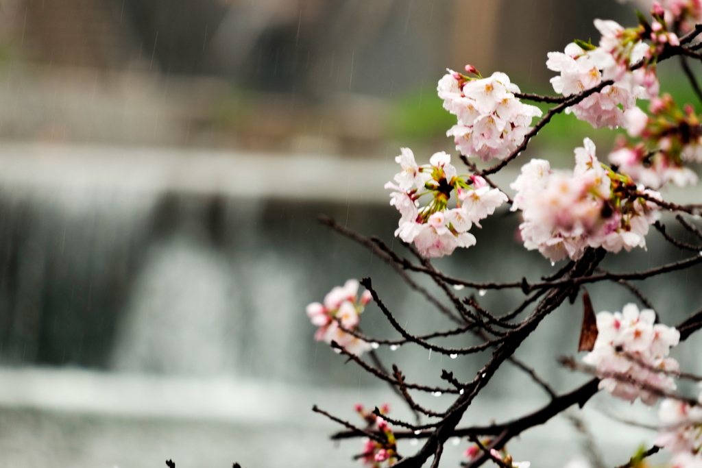 夙川2017桜雨に打たれて
