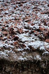 枯れ葉と雪