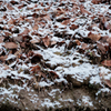 枯れ葉と雪