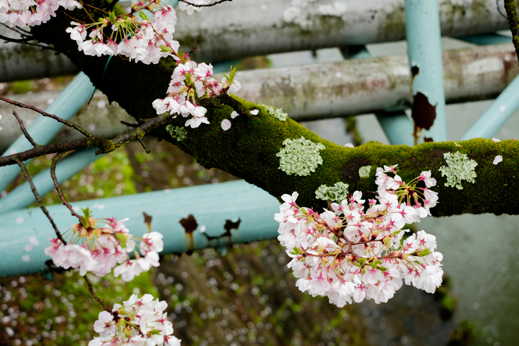 夙川2017桜と苔
