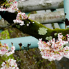 夙川2017桜と苔