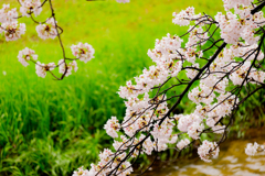 夙川2017桜03