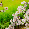 夙川2017桜03