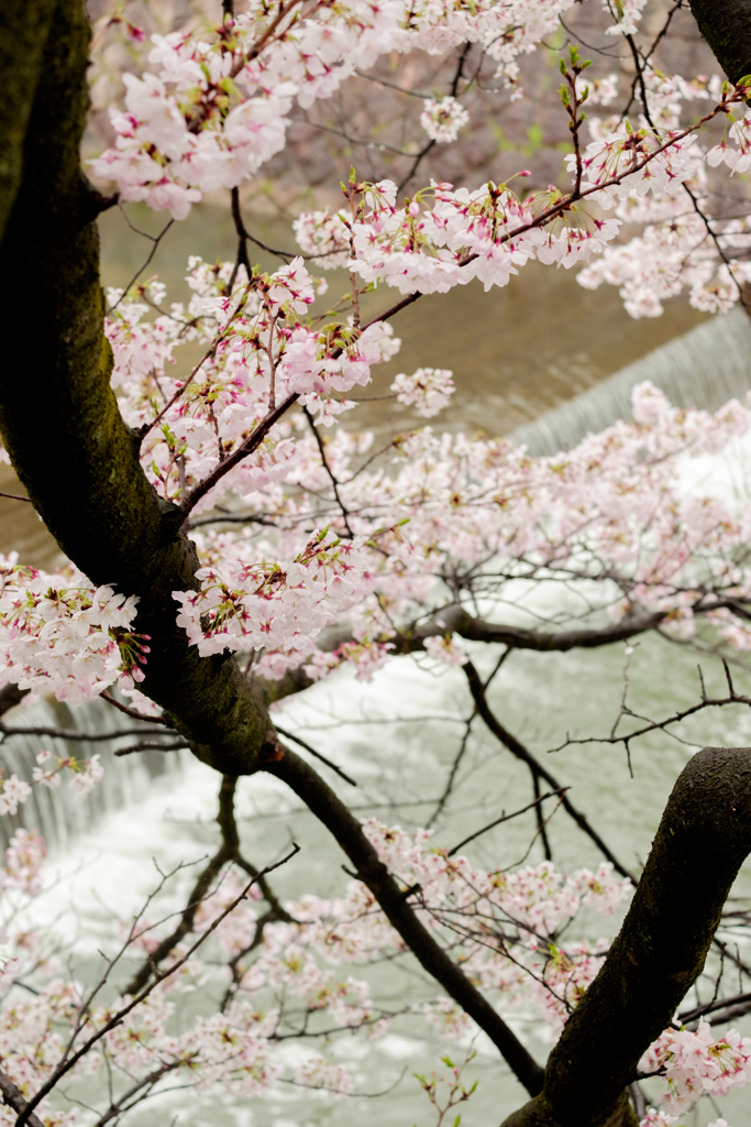 夙川2017桜01