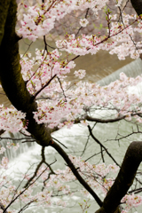 夙川2017桜01