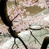 夙川2017桜01