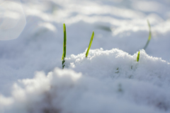 小さい雪の世界