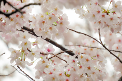 夙川2017桜04