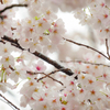 夙川2017桜04