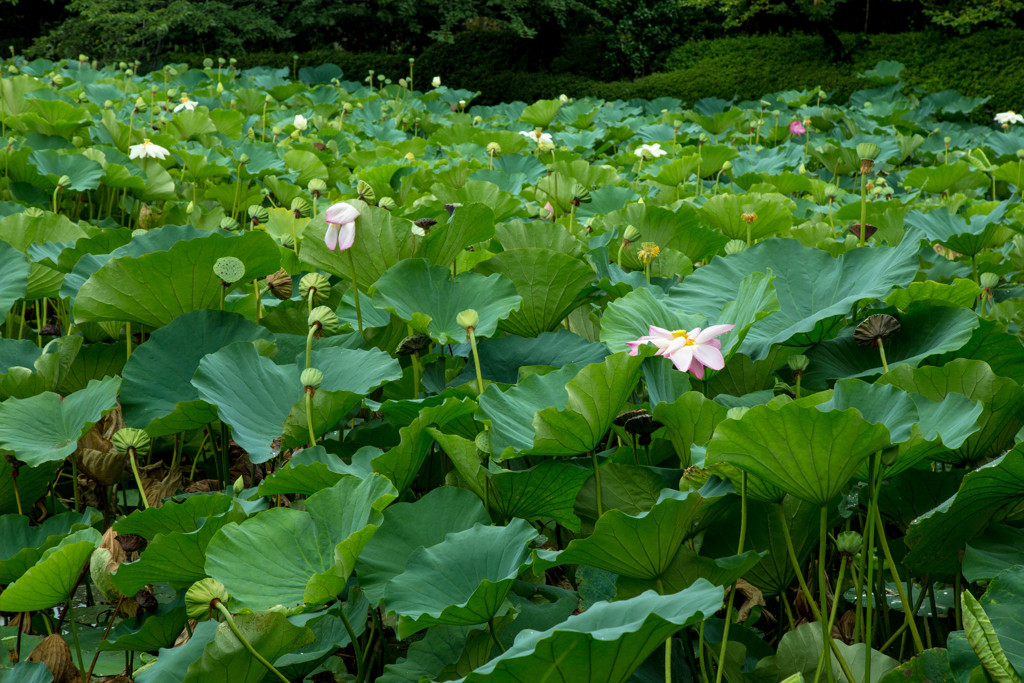 蓮の花