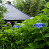 長谷寺・紫陽花④