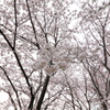 垂水健康公園の桜