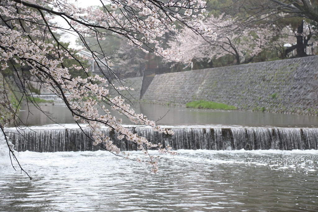夙川の桜