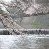 夙川の桜