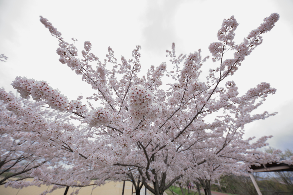 垂水健康公園の桜