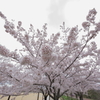 垂水健康公園の桜