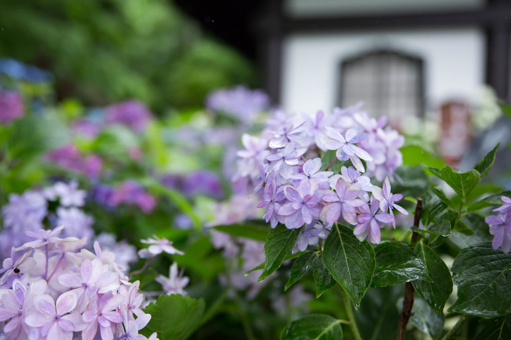 長谷寺・紫陽花③