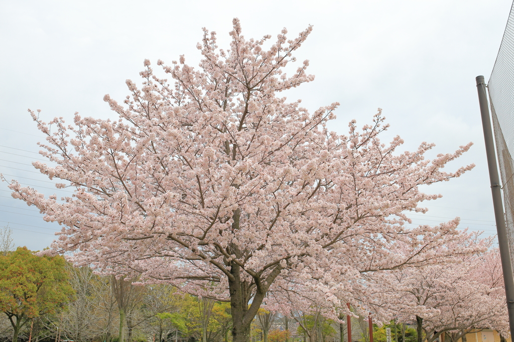 垂水健康公園の桜