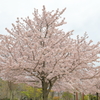 垂水健康公園の桜
