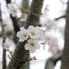 垂水健康公園の桜