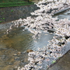 夙川の桜