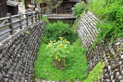 向日葵